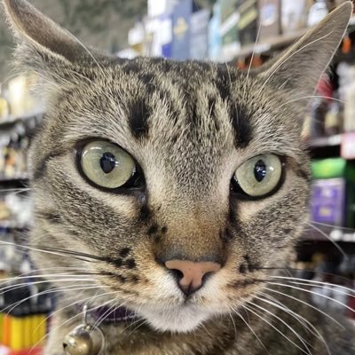 CarraganD66875's profile picture. Remember $KitKat. Launched by the family of KitKat. CA: 9XgfFWPxPU6hyDyGtfhC9D6eyRE3RUSgAYKHRznWpum p Verify: https://t.co/UJPjW5jVhJ #RememberKitKat