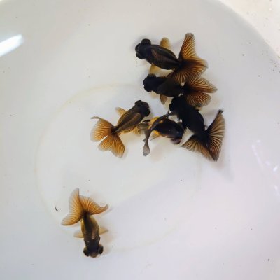 MariGon12583104's profile picture. いろいろな金魚が好きです。たくさんは飼っていませんが、きれいな金魚を見るとつい写真を撮ってしまいます。皆さんと一緒に語り合えたらうれしいです✨