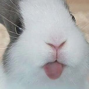 jisoo_bel's profile picture. believe✨ (juju brainrot)