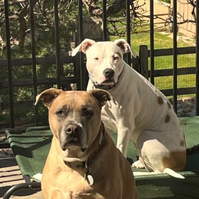 MileHiPhanatic's profile picture. WYO🚚CO🚗WYO🚗CO🚛PA🚛CO. Powder River🤠 Go Birds 🦅. One at Oregon, two still in the nest.