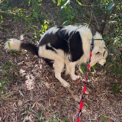 keatoefc81's profile picture. Scouser, Huyton, Live in Brisbane, Ex Everton FC Academy development coach. UEFA A licensed Coach 🏴󠁧󠁢󠁥󠁮󠁧󠁿✈️🇦🇺