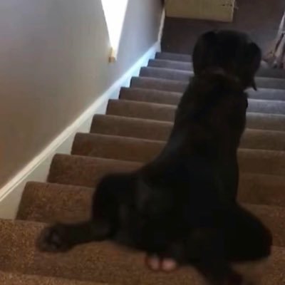 chokinyochicken's profile picture. 