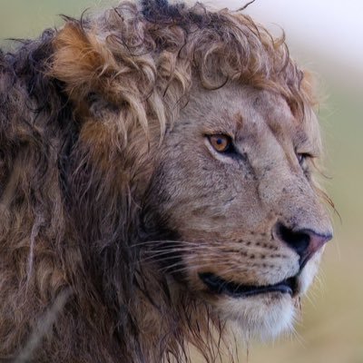 3as3oosi's profile picture. 