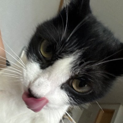 TlqkfwlsWkz's profile picture. 고양이계