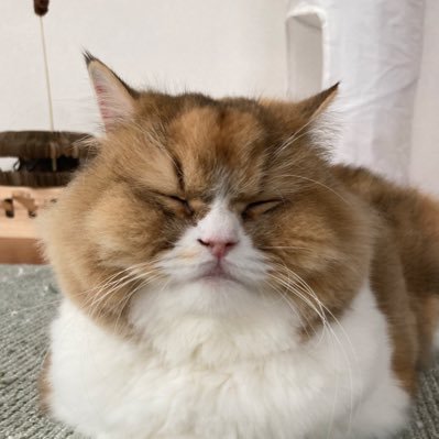 ゴル吉 ゴル吉 (@golkichigo) / Posts / X