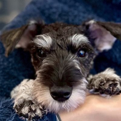 @kiri_schnauzer