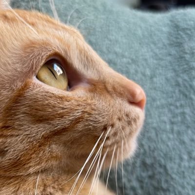 mateuxdj's profile picture. ele/dele