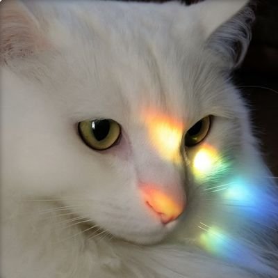 A45CatBoss0_0's profile picture. 🇨🇳Chinese | Furry/OC妈 | 军迷尼龙佬  | 拒绝种族歧视  | 呢个系嚟自华东沿海同钟意粤语嘅青年红豺。