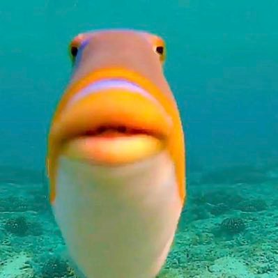 wholefishmarket's profile picture. 망신은 꼴뚜기