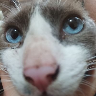 fiblinc's profile picture. 