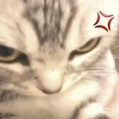 ailovieyu's profile picture. avrek avqriss partner aac' @etrnalr. chat wa or tele aja, soalnya notif ga masuk hiksrot.
tele : https://t.co/YVMOtwUMeE
wa : https://t.co/6O4GkjJywn (wa baru)