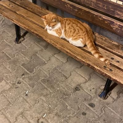 aytanahmetttt's profile picture. Germany