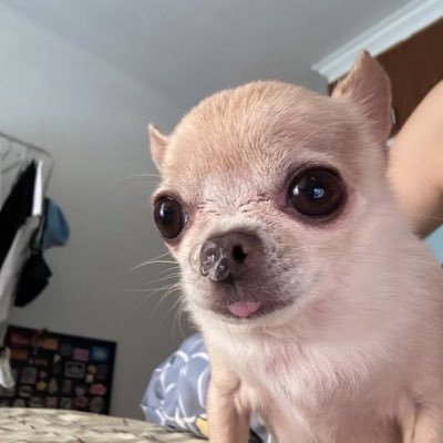 bagong_jak's profile picture. 