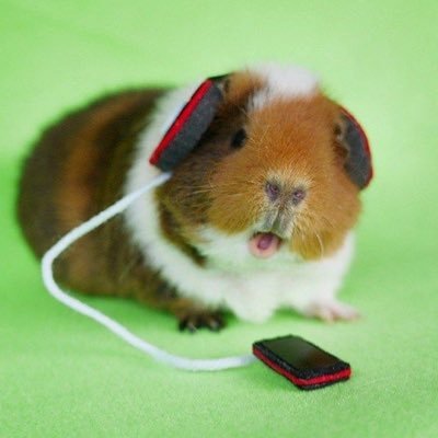 zzaltomato's profile picture. 