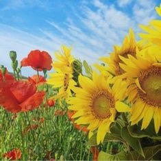 Aledaldivano's profile picture. 