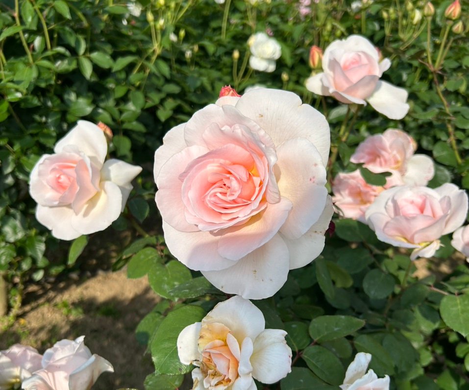 hatsumidc5's profile picture. 