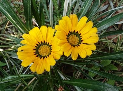 soratoburisu's profile picture. 趣味の勉強垢