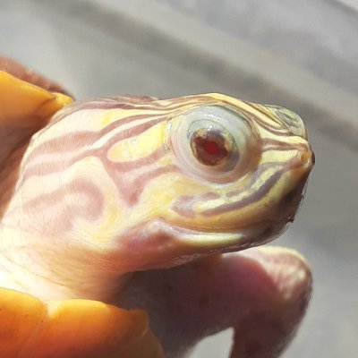 falseneontetra's profile picture. 爬虫類(主にカメ)・両生類・魚類好き中年の呟きです。自由にフォローするので自由にフォローして下さい。当アカウントの画像を使ったAI学習お断り。