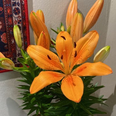 dala_sad1's profile picture. ﴿ قُلْ هُوَ اللَّهُ أَحَدٌ ۝ اللَّهُ الصَّمَدُ ۝ لَمْ يَلِدْ وَلَمْ يُولَدْ ۝ وَلَمْ يَكُن لَّهُ كُفُوًا أَحَدٌ ۝