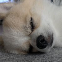 たか🫨ＧＥＥ🐝👀 (@taka1200xl) 's Twitter Profile Photo