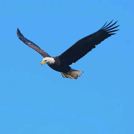 DmLevi1's profile picture. We Don't Trust You 💔🦅