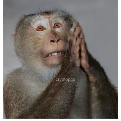 Apeboy183's profile picture. 