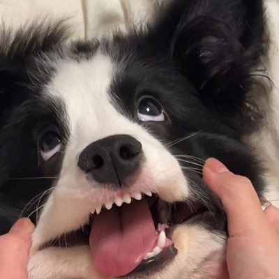 tnafternoonz's profile picture. 🤟🏻เดบิวต์มาเป็นเมีย #EXO 💖 #EXOL 🦁#王一博🐰#肖战 | #yinyin_anw🐶 #warwanarat🐱| #KengHarit🦆 #nampingster 🐰🫧