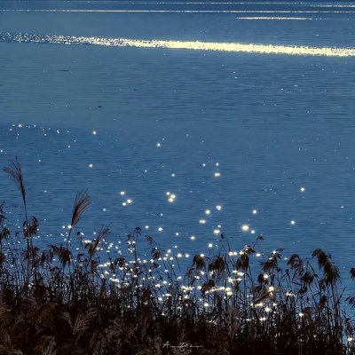 WolSam58548's profile picture. 