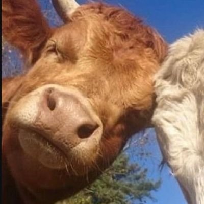 thebeyazbaret's profile picture. Sanayici & Şantiyeci / Fransızca, Almanca ve İngilizce çeviriler.