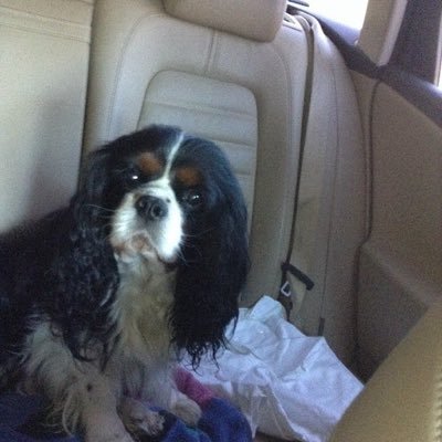 lotusBalnock's profile picture. none