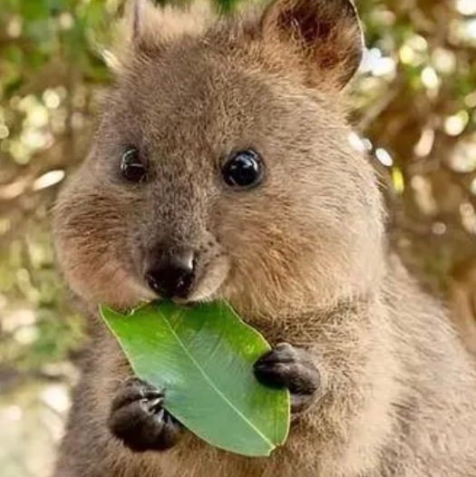 Yumikox007's profile picture. 