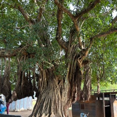 Ruiundeux's profile picture. 英仏西３カ国語。都内MBA在籍。起業準備中。資格＆勉強アカウントフォロー