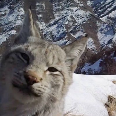 hoopsapologist's profile picture. i live inside my own heart, matt damon. i can name more w mascots than you can, genius!