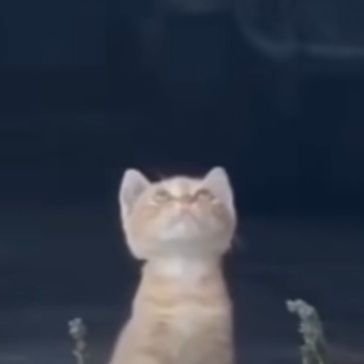 itxmemaheen's profile picture. ٱللّٰهُمَّ صَــِلّ عَلٰى سَــيَّدِنَا مُحَمَّدٍ وَّ عَلَىٰ اٰلِ سَــيَّدِنَا مُحَمَّدٍ•

🇵🇸