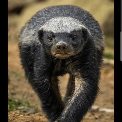 BOlambiwonninu's profile picture. I'm not a religion Bigot and Fanatics.