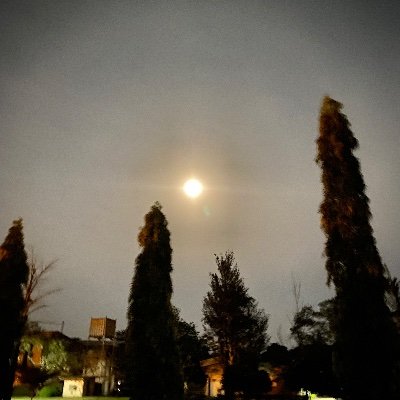 Tolusomee's profile picture. 