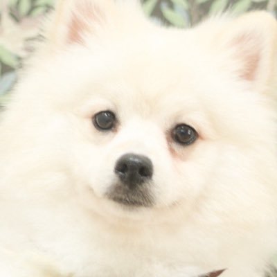 UuZd39324's profile picture. 犬好きのモンスト垢やってます。 みんな仲良くしてくれたら嬉しいな。 ゲームアカウントはフォロバ100！！  #モンスト #ドッカンバトル #学マス #プリコネ
