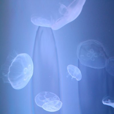 Appareil_o's profile picture. 