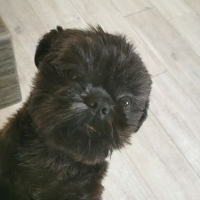 DegenDroppie's profile picture. Certified Degen