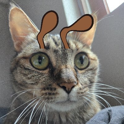 p100er's profile picture. 초보야핑러 고양이 집사 7년차