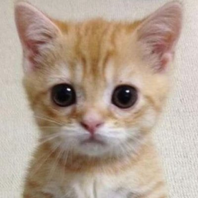 settarajik61247's profile picture. Always bullish on $PTB & $CC