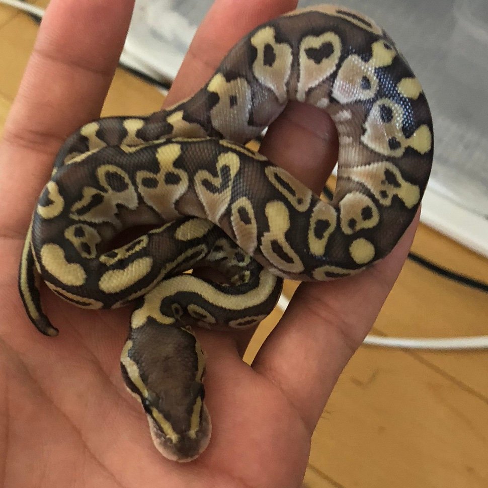 arutyuudesu's profile picture. ボールパイソン専門店「code:ZERO」スタッフのアルコール中毒です！