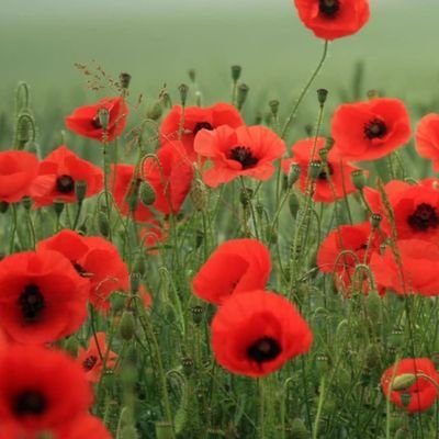 issacoolcat's profile picture. Sneak peak. Protect the kids. Stop the boats. Stop the r@pes. Politically homeless. Free speech matters. No surrender to the woke mind virus! Cash is king 👑👑