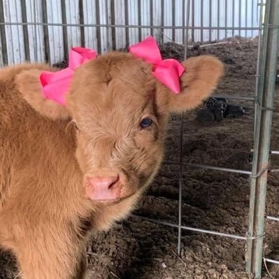 mlhzmt's profile picture. İnternejşınıl Köylü