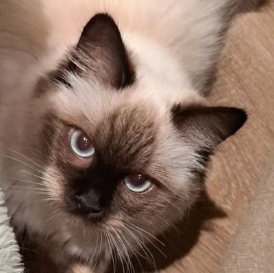 0to_nun's profile picture. ヌメラ💜 AI学習・無断転載禁止。FA本人様使用⭕️