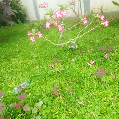 ame_kean98642's profile picture. Selalu Heppy