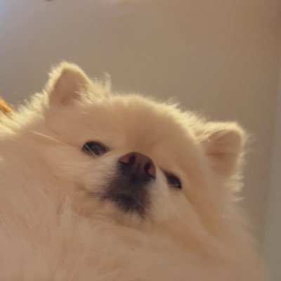 key_warriwarri's profile picture. #15  信州ブレイブウォリアーズに夫婦でファンになりました！信州ブースターの方無言フォローお許し下さい🙏🏻