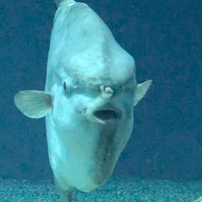 Ultimate_Refute's profile picture. 