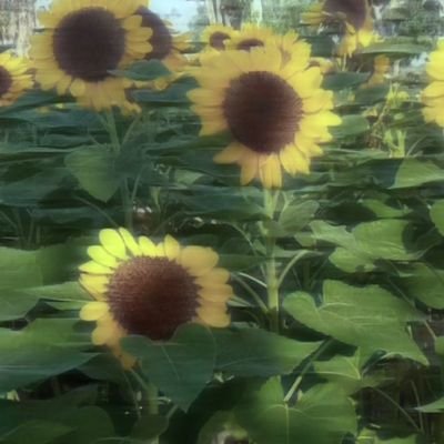 Mey06y's profile picture. 19Yแอคใหม่ของ @Mey_M19 งับบบ เปลี่ยน ทรศ. ใหม่จำรหัสไม่ดั้ย🥹