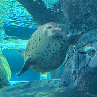 yuzuru_leaf's profile picture. セカイはイリヤで満ちている...